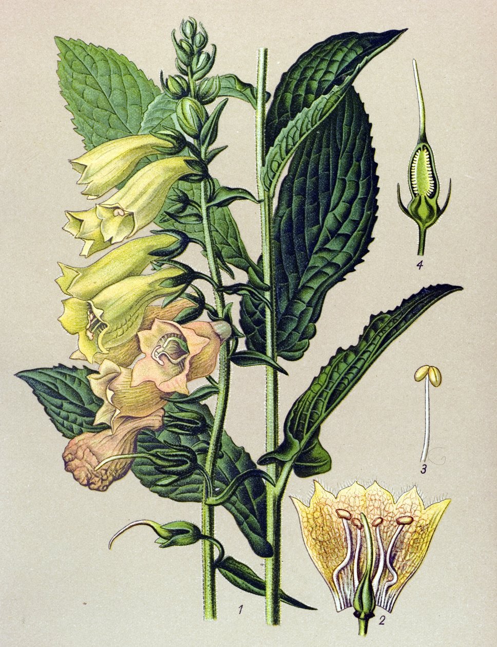 Tábua botânica, planta: Digitalis grandiflora (Digitalis grandiflora) de Unbekannter Künstler