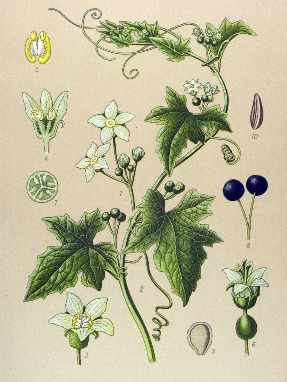 Tábua botânica, planta: Bryone (Bryonia alba) de Unbekannter Künstler