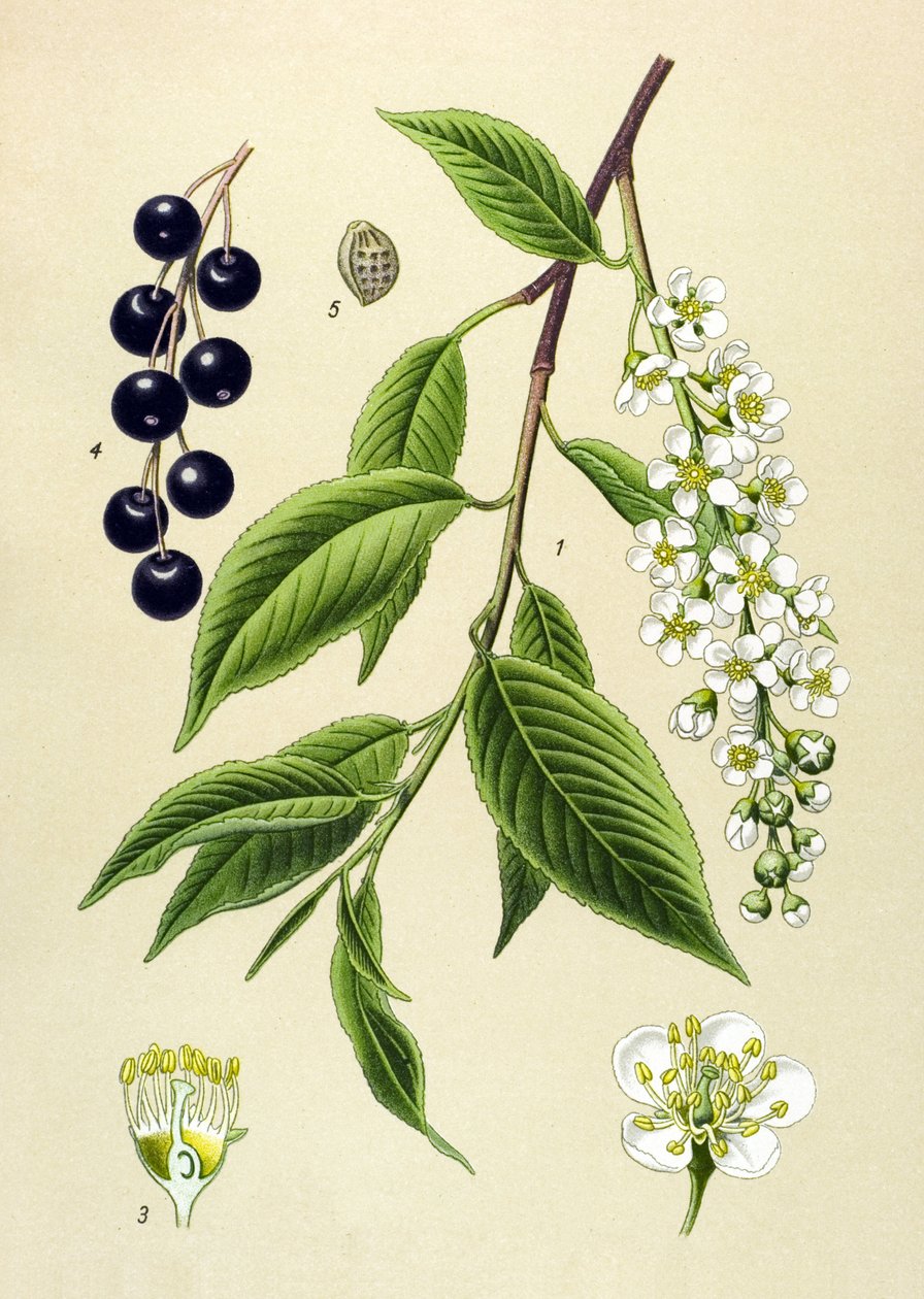 Tábua botânica, planta: Cerejeira (Prunus padus) de Unbekannter Künstler