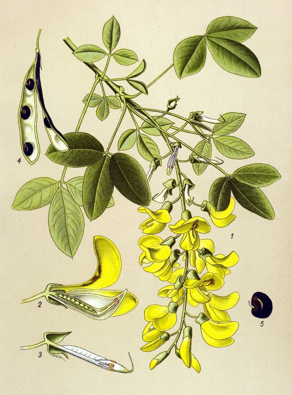 Tábua botânica, planta: Citite comum ou Falso ebene (Cytisus Laburnum) de Unbekannter Künstler