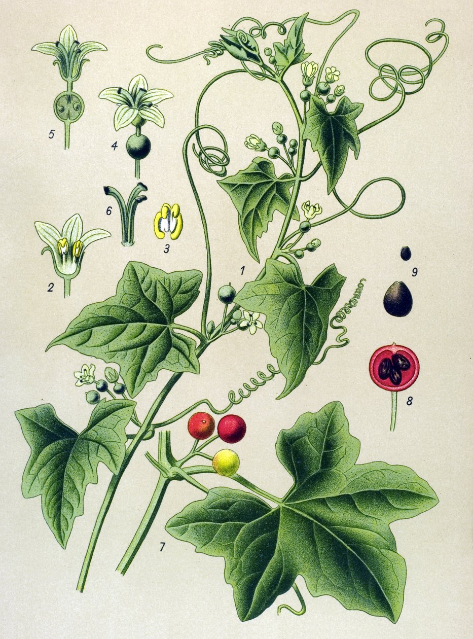 Tábua botânica, planta: Bryone dióico (Bryonia dioica) de Unbekannter Künstler