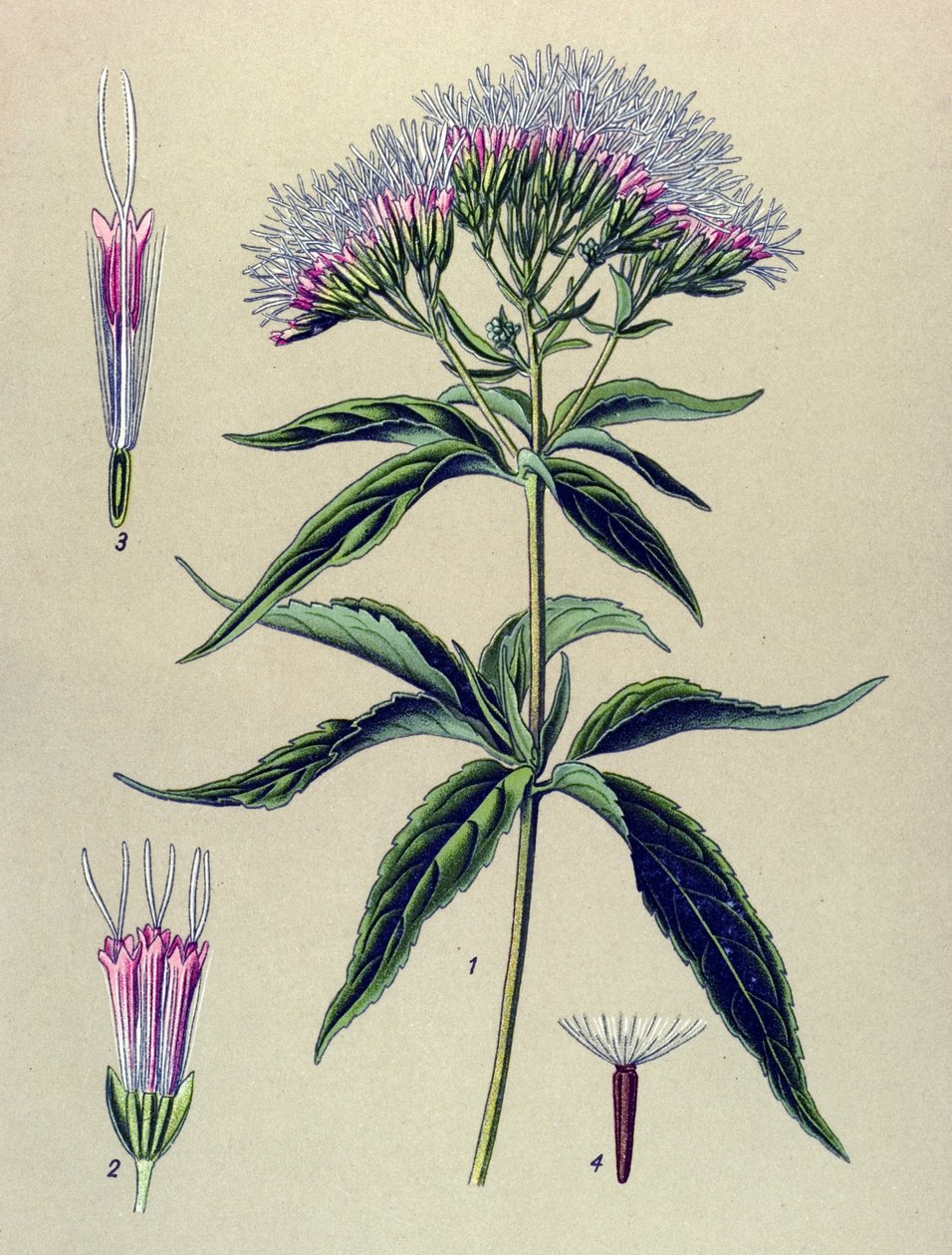 Tábua botânica, planta: Eupatorium eupatorium canabinum (Eupatorium canabinum) de Unbekannter Künstler