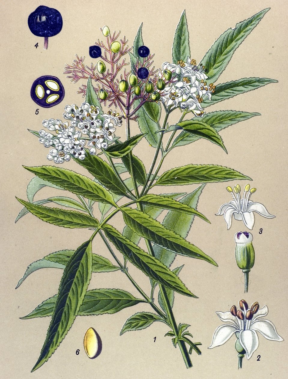 Tábua botânica, planta: Hieble elderberry (Sambucus ebulus) de Unbekannter Künstler