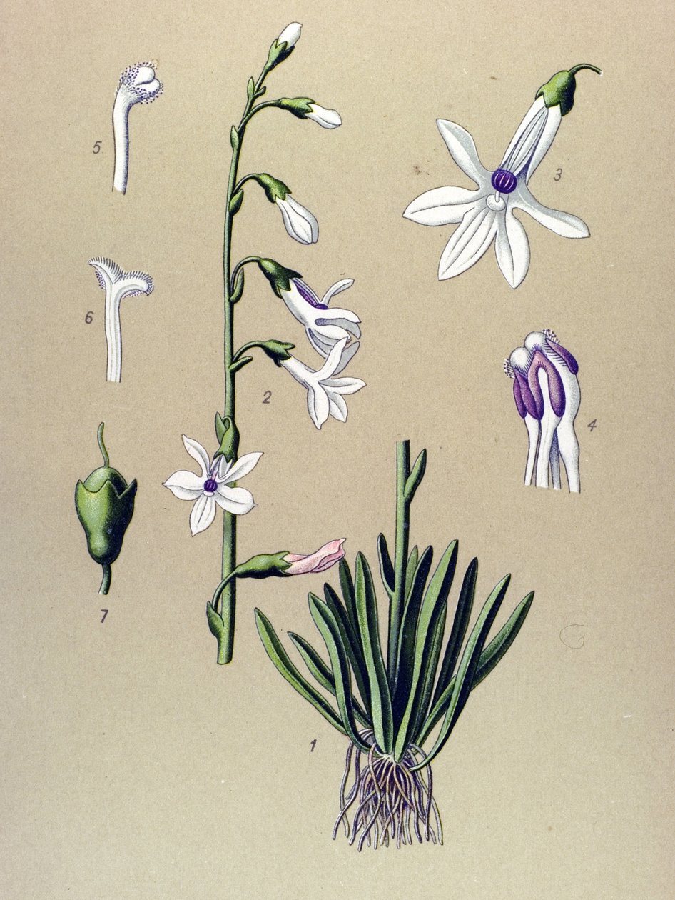 Tábua botânica, planta: Lobelia (Lobelia dortmanna) de Unbekannter Künstler