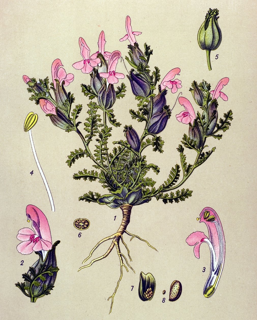 Tábua botânica, planta: Pedicularis sylvatica de Unbekannter Künstler