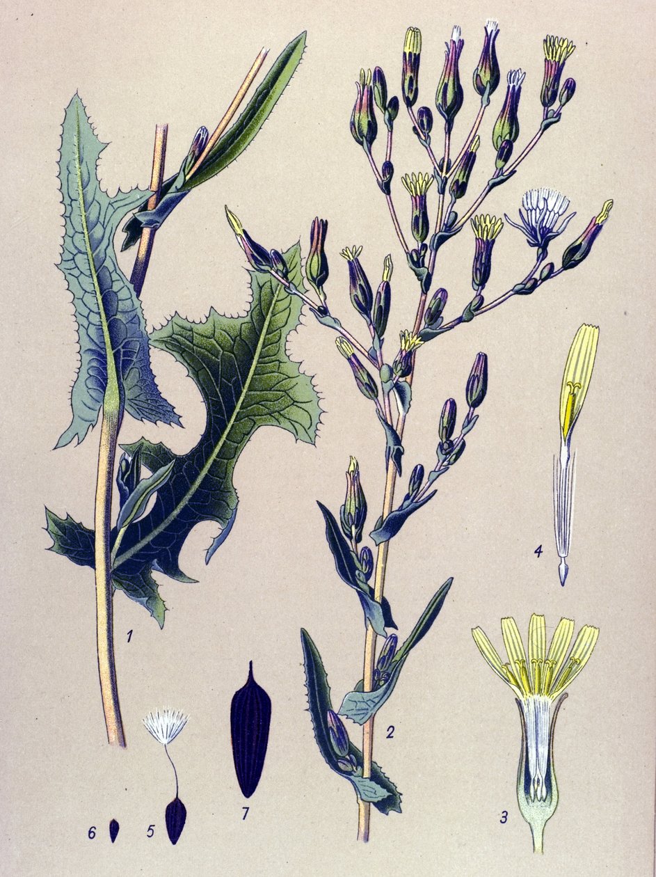 Tábua botânica, planta: Alface escarlate, ou alface selvagem (Lactuca scariola, Lactuca serriola) de Unbekannter Künstler