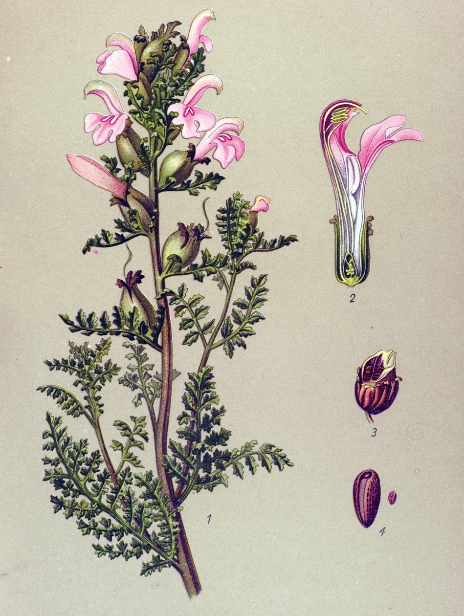 Tábua botânica, planta: Pedicular do pântano (Pedicularis palustris) de Unbekannter Künstler