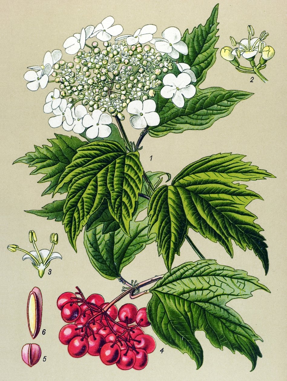 Tábua botânica, planta: Coruja Viburnum (Viburnum opulus) de Unbekannter Künstler