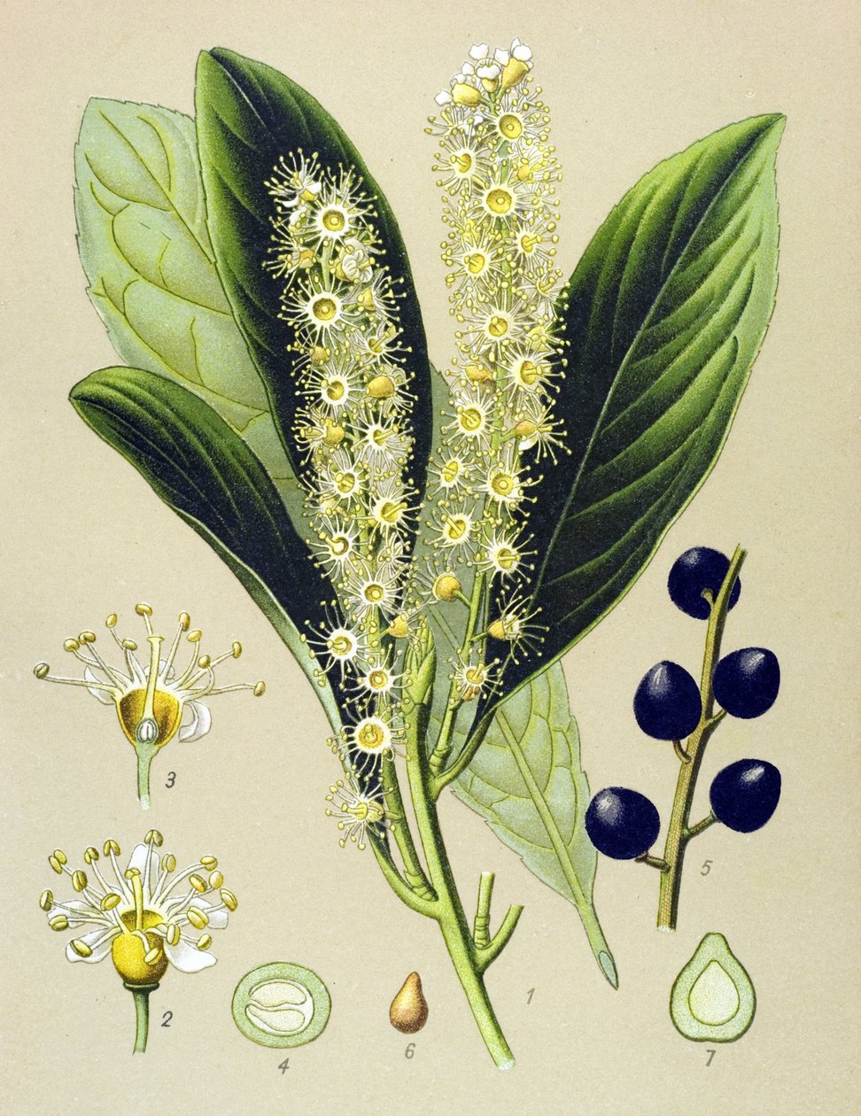 Quadro botânico, planta: cerejeira (Prunus Laurocerasus) de Unbekannter Künstler