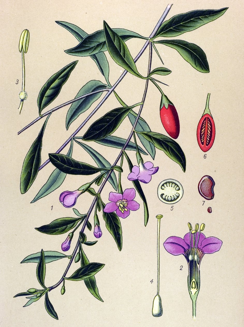 Tábua botânica, planta da medicina tradicional chinesa: líceta comum (Lycium halimifolium) de Unbekannter Künstler