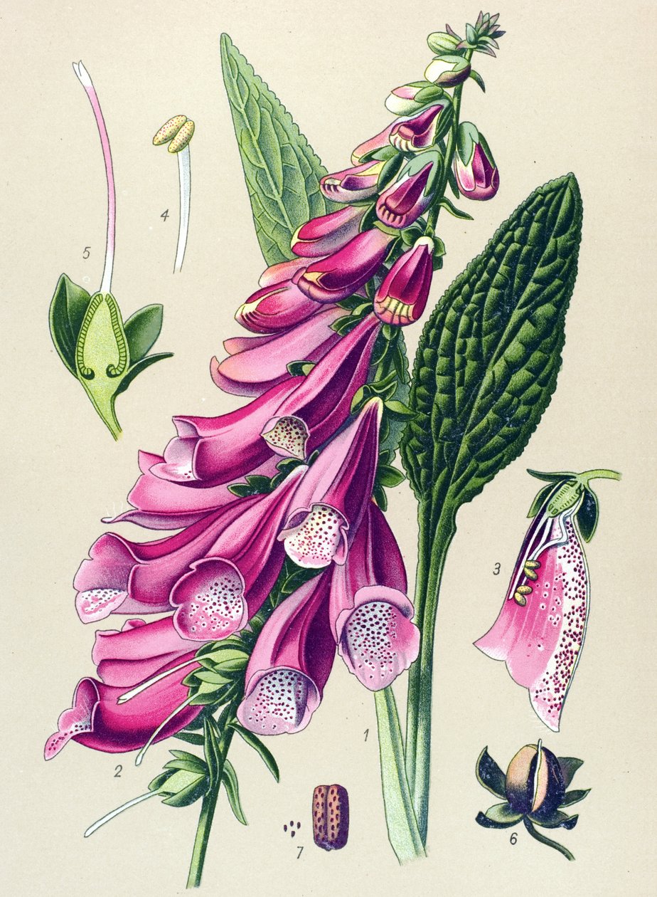 Quadro botânico, planta: púrpura digital (Digitalis purpurea) de Unbekannter Künstler