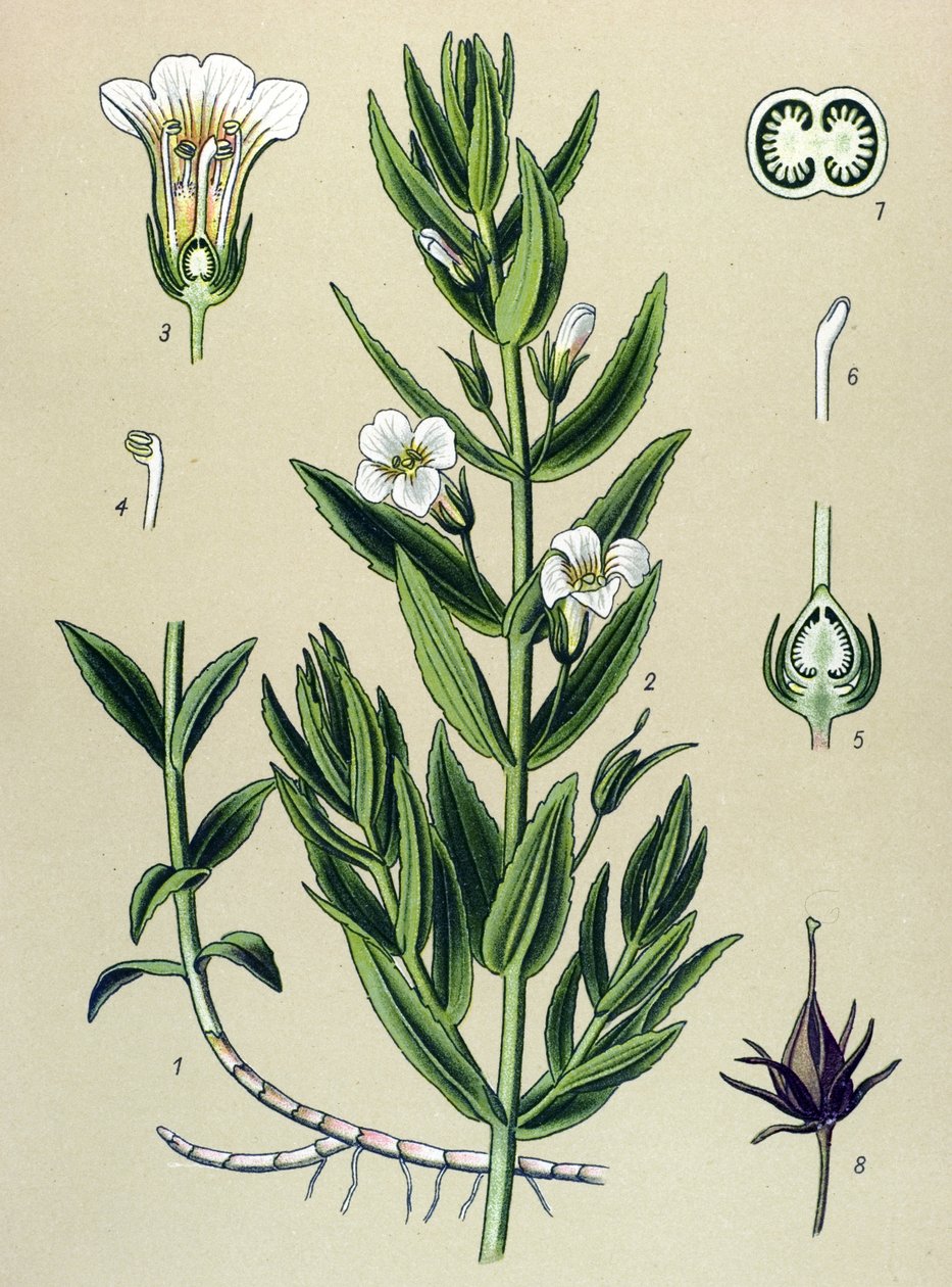 Quadro botânico, planta: o gratiole officinale (Gratiola officinalis) de Unbekannter Künstler