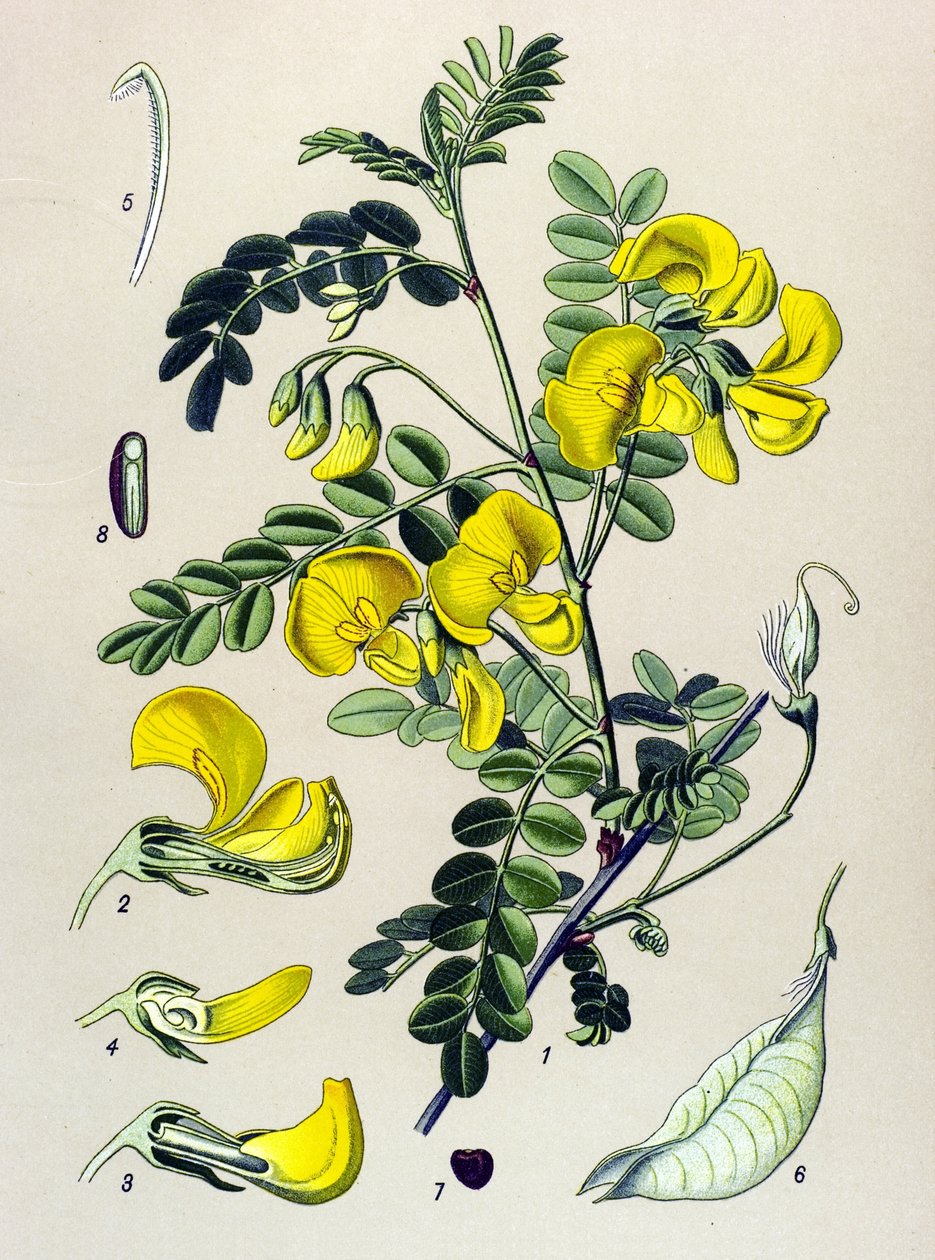 Tábua botânica, planta: canteiro de árvores (Colutea arborescens) de Unbekannter Künstler