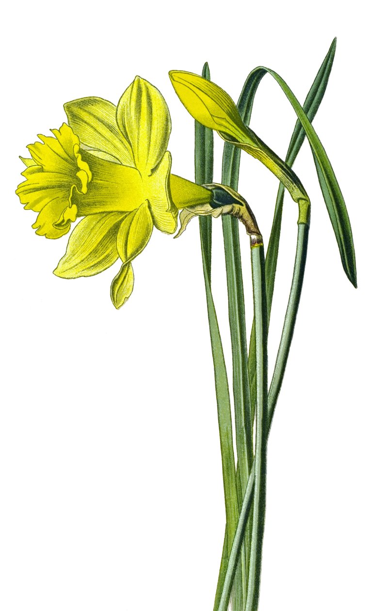 Tábua botânica, planta: narciso amarelo ou trompete narciso (Narcissus pseudonarcissus) de Unbekannter Künstler