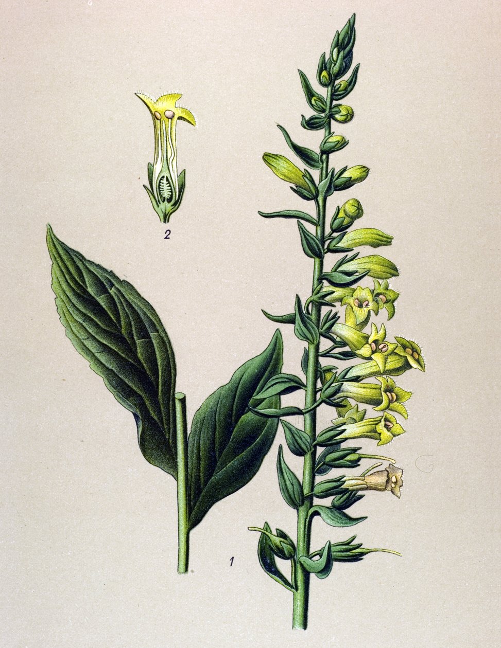 Quadro botânico, planta: amarelo ou pequeno digital (Digitalis lutea) de Unbekannter Künstler
