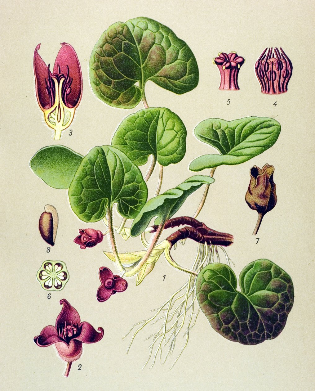 Quadro botânico, planta venenosa e medicinal: Asaret da Europa (Asarum europaeum) de Unbekannter Künstler
