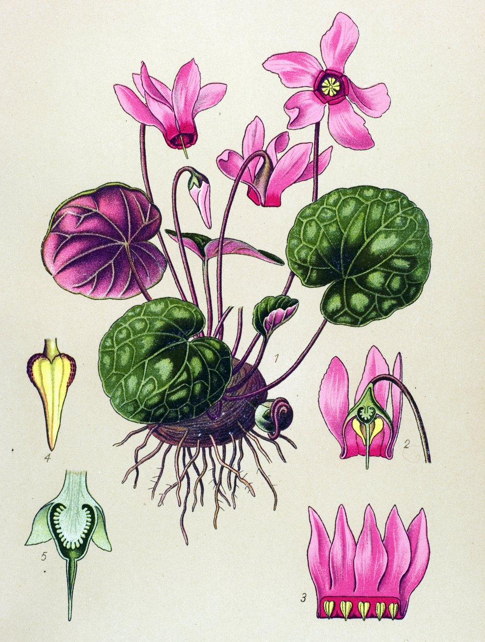 Quadro botânico, planta venenosa e medicinal: Ciclamen purpurascens, Ciclamen europaeum de Unbekannter Künstler