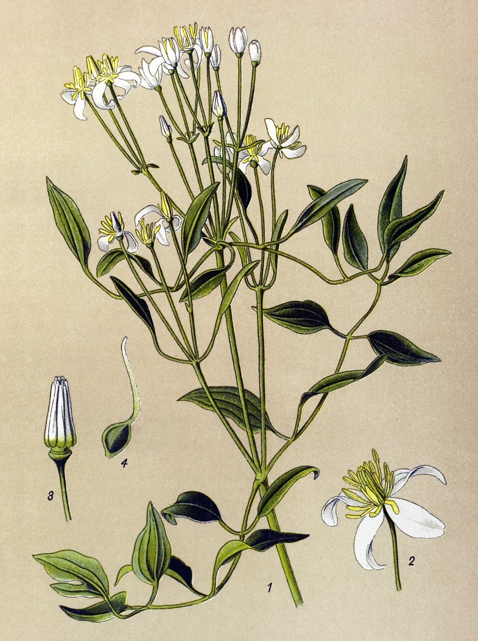 Quadro botânico: planta venenosa e medicinal: Erect Clematis (Clematis recta) de Unbekannter Künstler