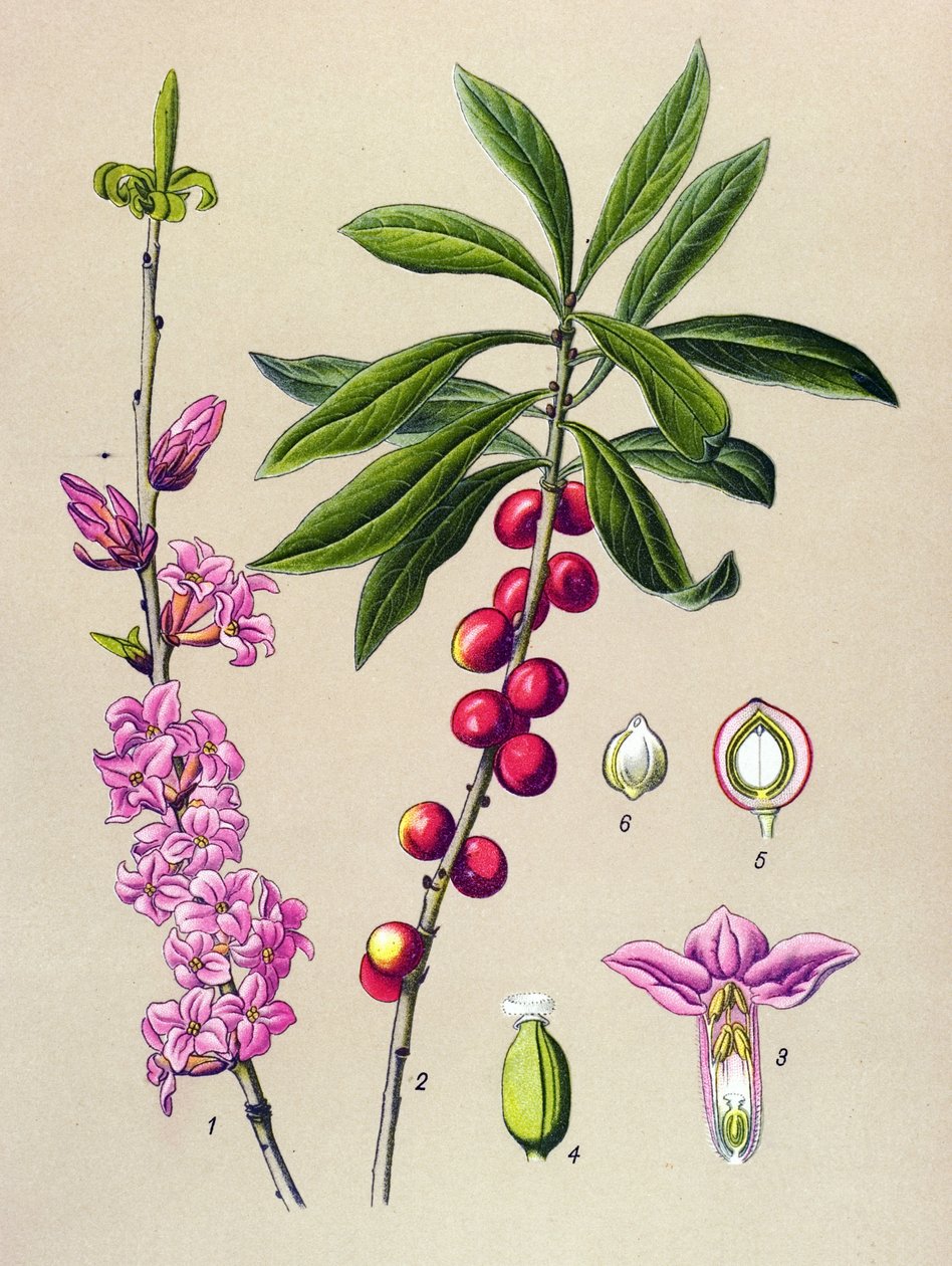 Quadro botânico, planta venenosa e medicinal: Linda madeira (Daphne Mezereum) de Unbekannter Künstler