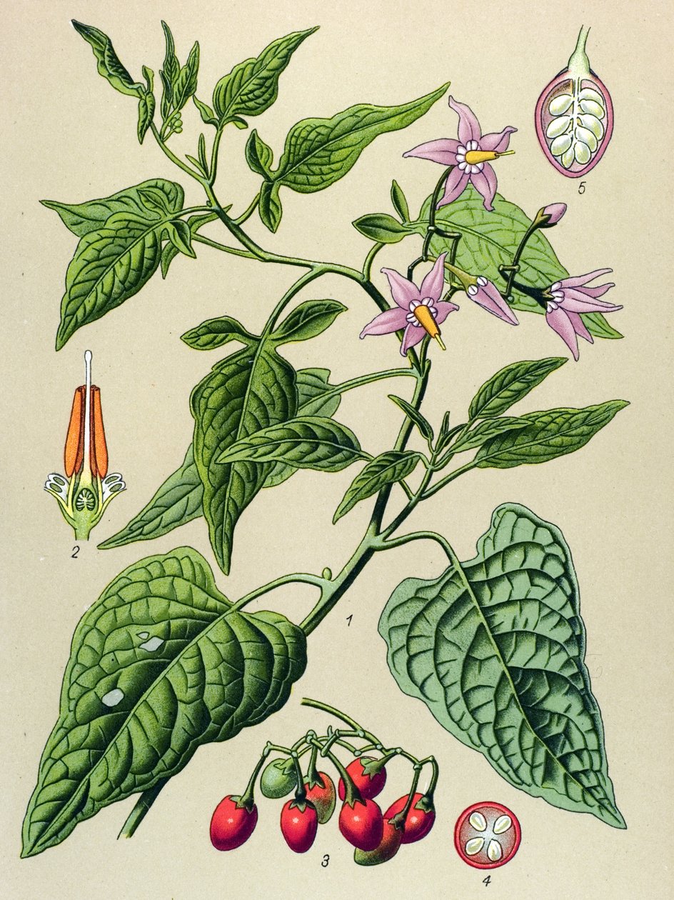 Quadro botânico, planta venenosa e medicinal: O doce amargo (Solanum dulcamara) de Unbekannter Künstler