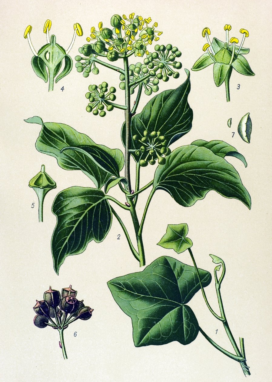 Planta botânica, venenosa e medicinal: hera trepadora ou hera comum (Hedera helix) de Unbekannter Künstler