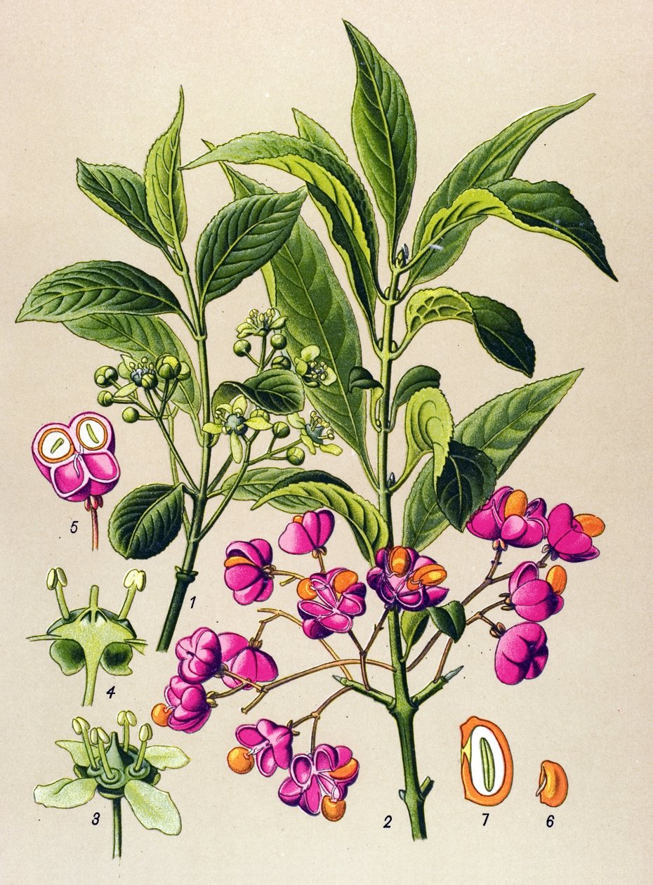 Tábua botânica, planta venenosa: Carvão vegetal europeu (Euonymus europaeus) de Unbekannter Künstler