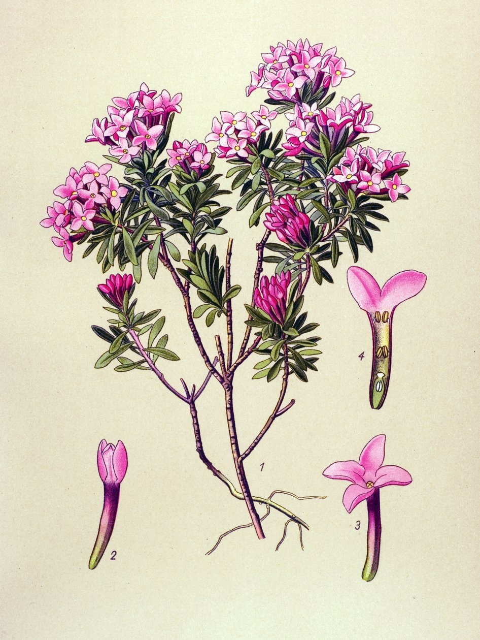 Tábua botânica, planta venenosa: camelee ou camelee dos Alpes (Daphne Cneorum) de Unbekannter Künstler