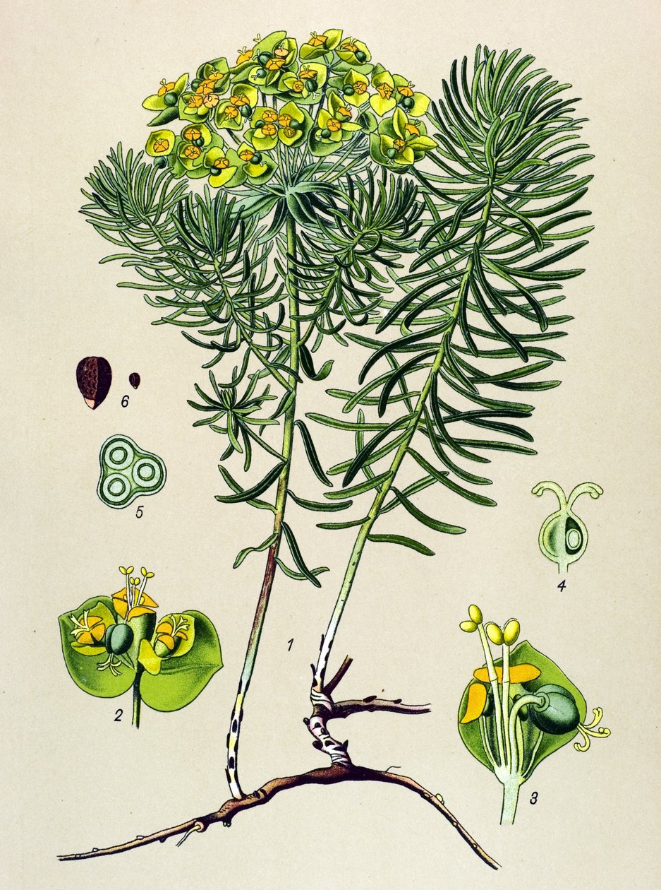 Tábua botânica, planta venenosa (tóxica) e medicinal: euforbia pequenos cipers (Euphorbia cyparissias) de Unbekannter Künstler