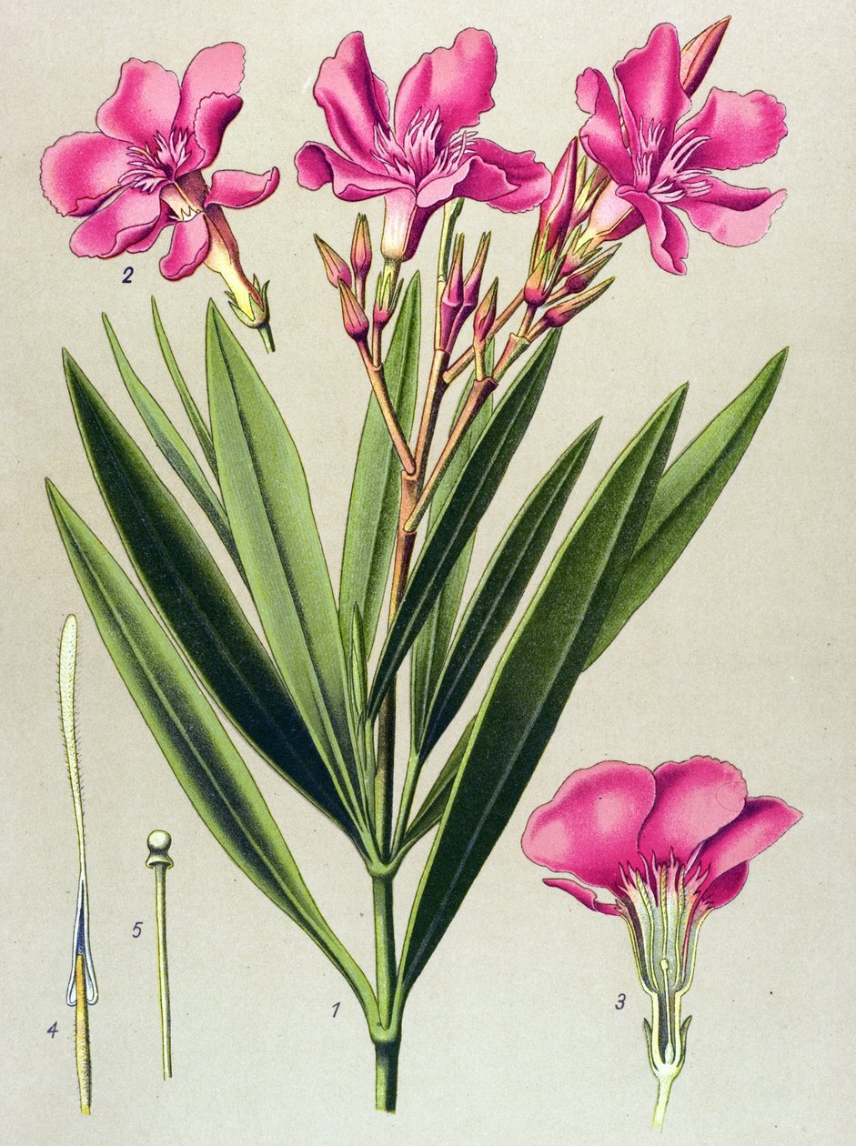 Planta botânica, venenosa (tóxica) e medicinal: folha de louro rosa (Nerium oleander) de Unbekannter Künstler