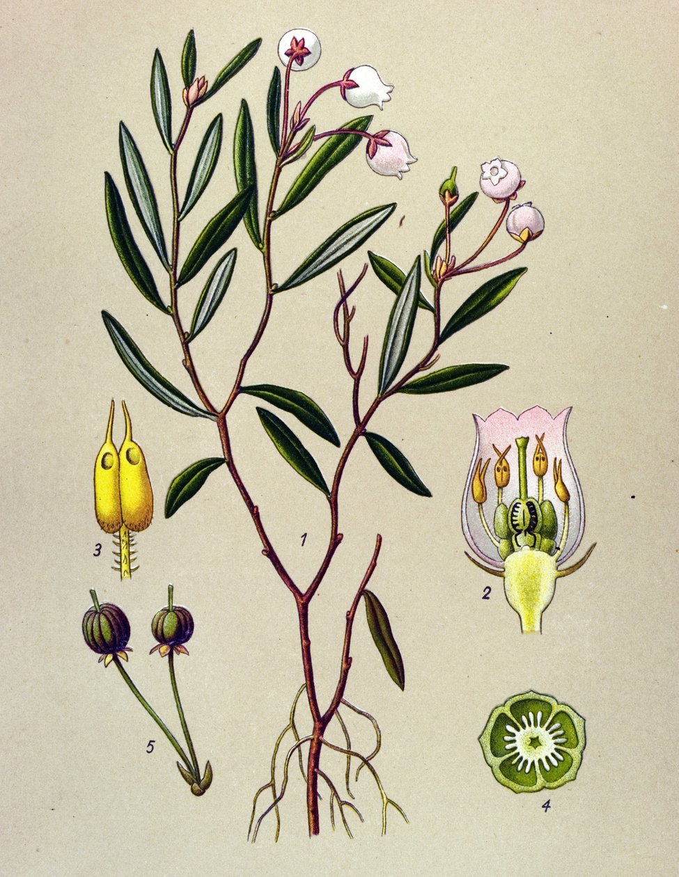 Tábua botânica, planta venenosa (tóxica): Andrómeda tem folhas de polium (Andrómeda polifolia) de Unbekannter Künstler