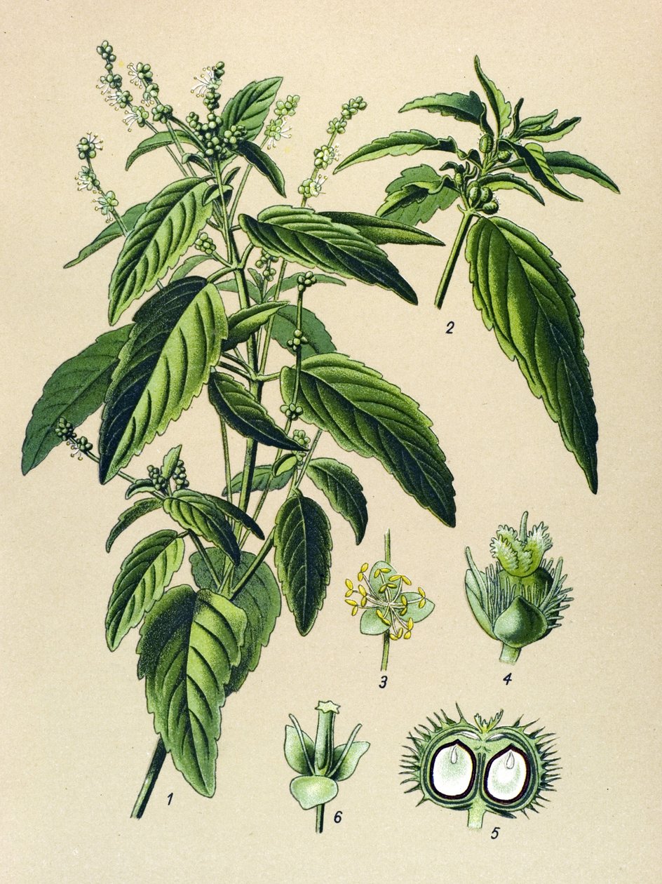 Tábua botânica, planta venenosa (tóxica): Mercuriale anual (Mercurialis annua) de Unbekannter Künstler