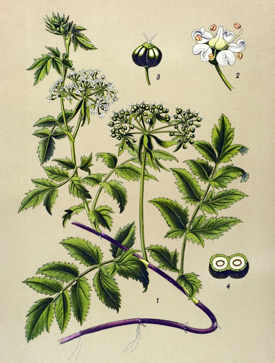 Tábua botânica, planta venenosa (tóxica): Bérle (Berula angustifolia) de Unbekannter Künstler