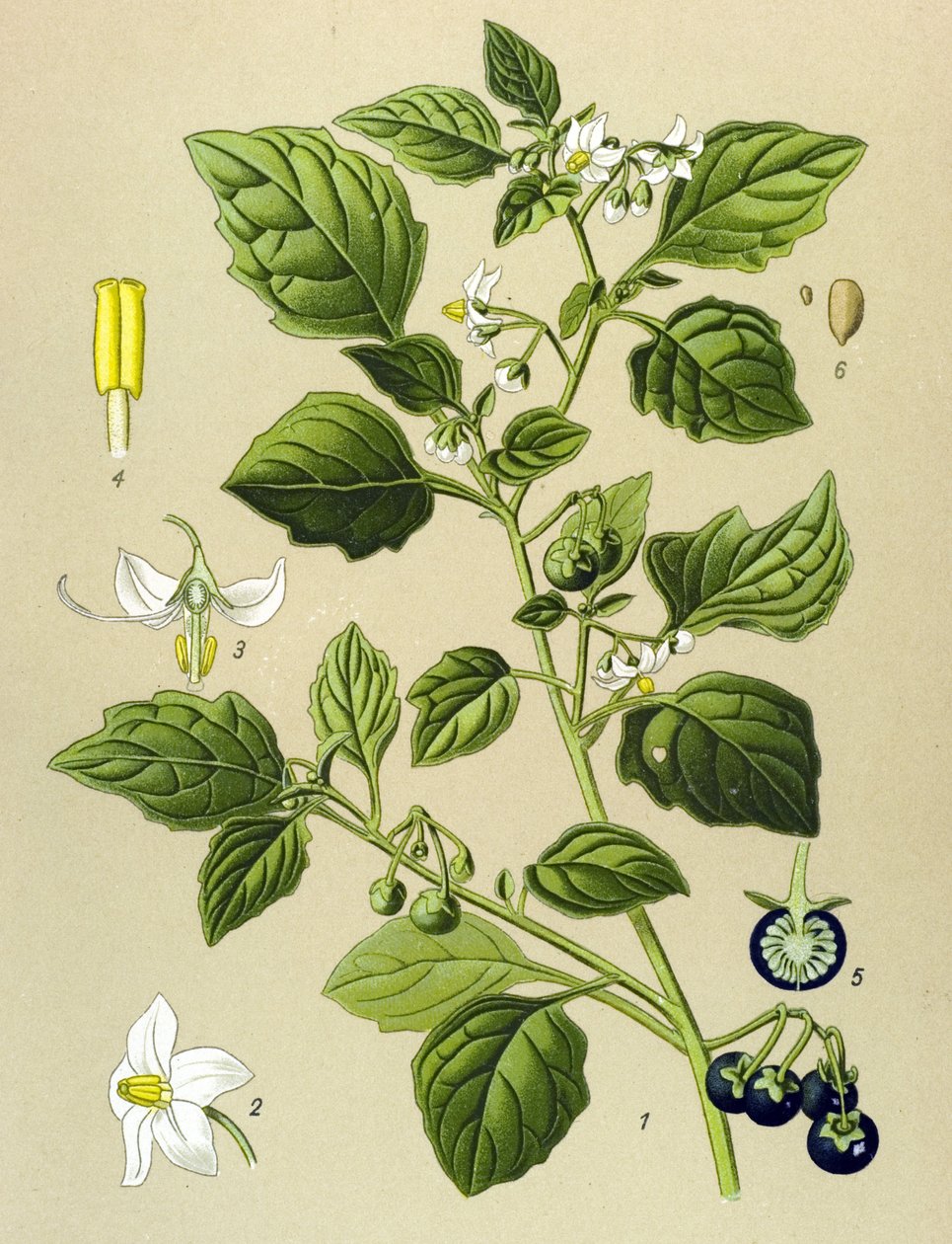 Tábua botânica, planta venenosa (tóxica): Sombra preta (Solanum nigrum) de Unbekannter Künstler