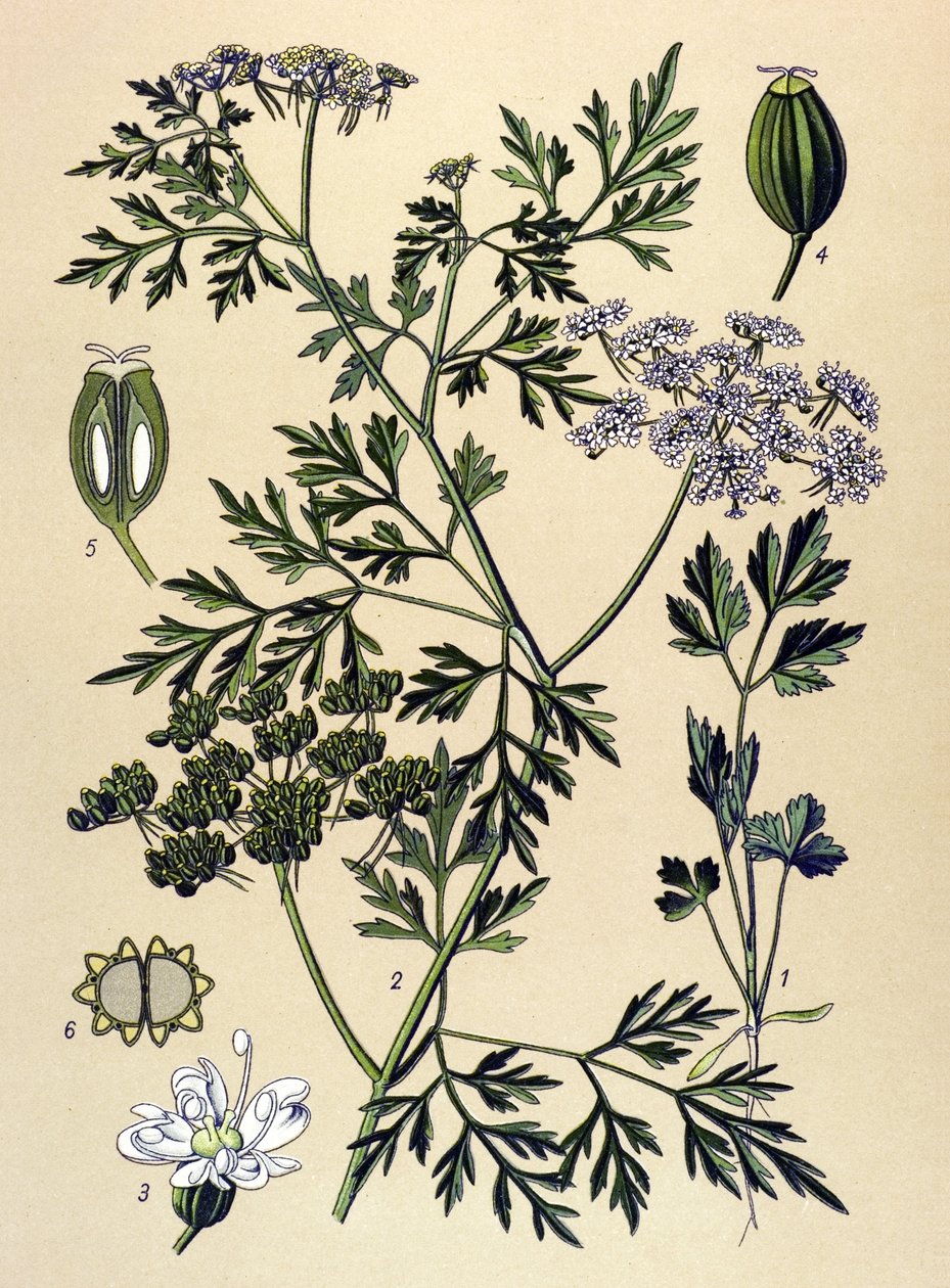 Tábua botânica, planta venenosa (tóxica): Salsa de cão ou salsa falsa (Aethusa cynapium) de Unbekannter Künstler