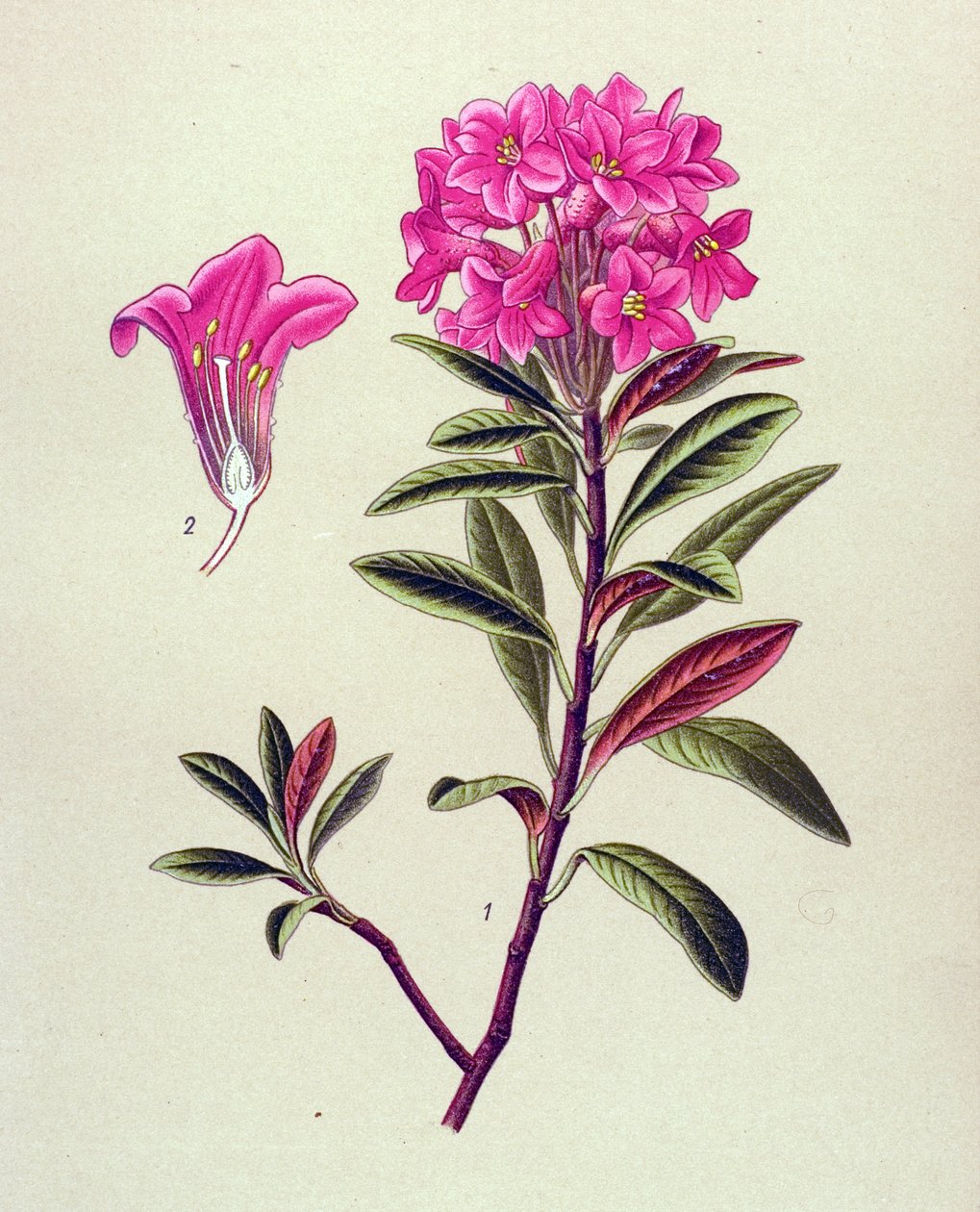 Tábua botânica, planta venenosa (tóxica): Rododendro ferruginoso (Rhododendron ferrugineum) de Unbekannter Künstler