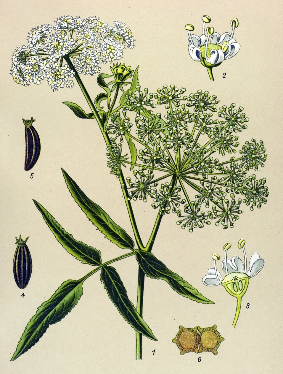 Tábua botânica, planta venenosa (tóxica): Grande Bérle (Sium latifolium) de Unbekannter Künstler