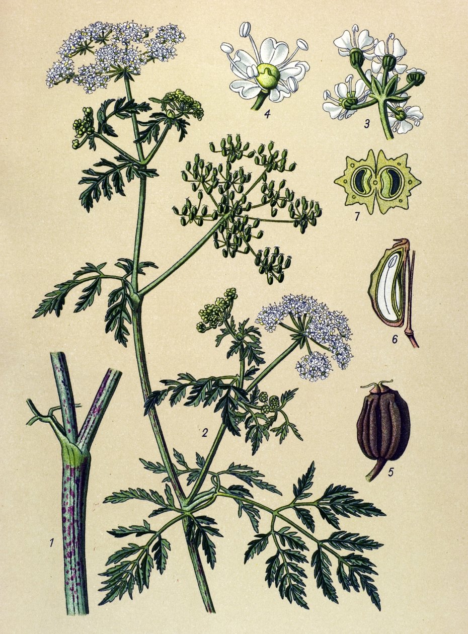 Tábua botânica, planta venenosa (tóxica): Cânhamo (Conium maculatum) de Unbekannter Künstler