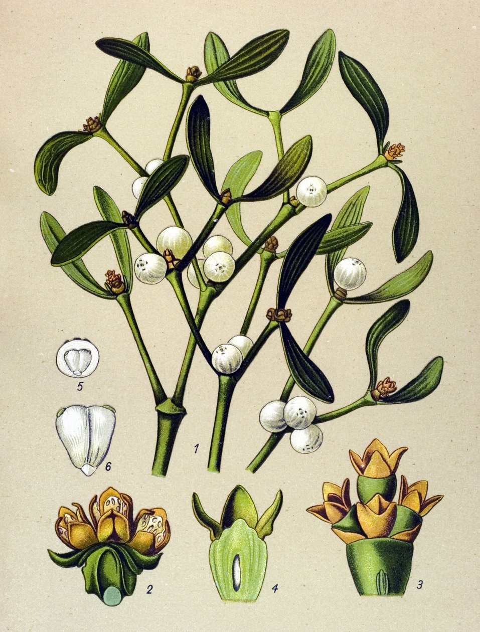Tábua botânica, planta venenosa (tóxica): Visco de folha (Viscumalbum) de Unbekannter Künstler
