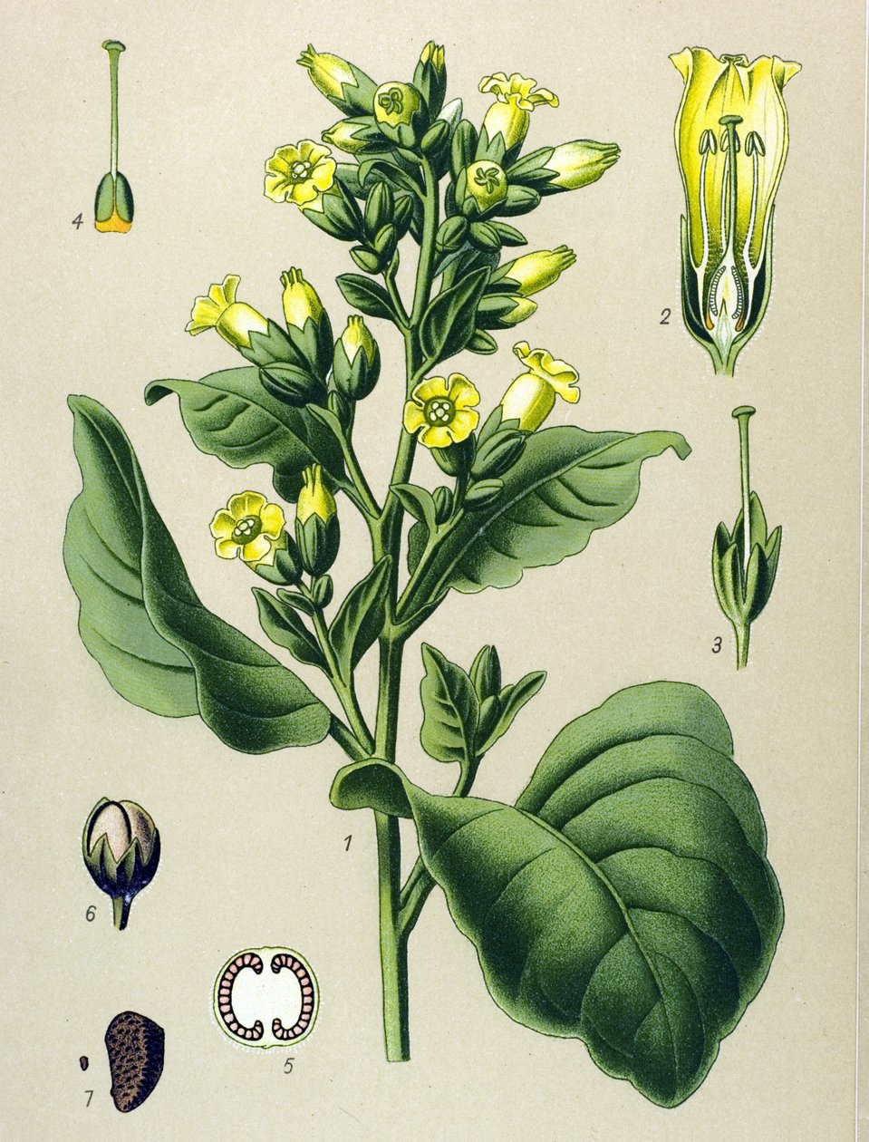 Tábua botânica, planta venenosa (tóxica): Mapacho tabaco branco (Nicotiana rustica) (Nicotiana tabacum) de Unbekannter Künstler