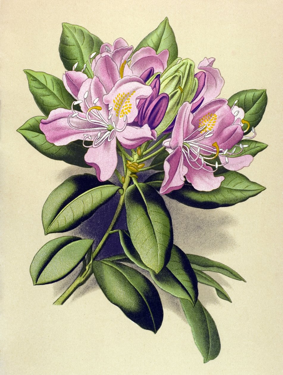 Tábua botânica, planta venenosa (tóxica): Rododendro pôntico (Rhododendron pontium) de Unbekannter Künstler
