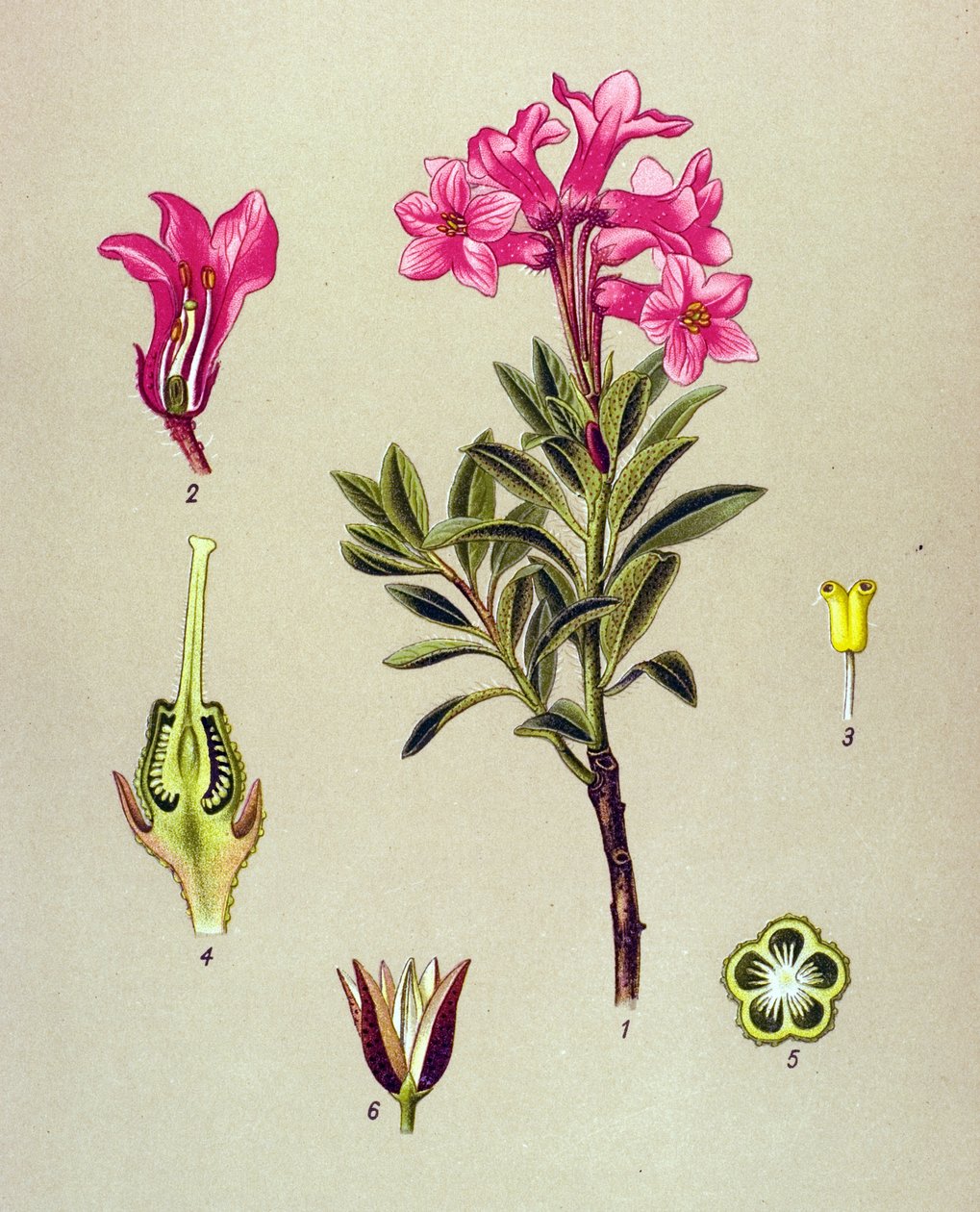 Tábua botânica, planta venenosa (tóxica): Rhododendron cilie (Rhododendron hirsutum) de Unbekannter Künstler