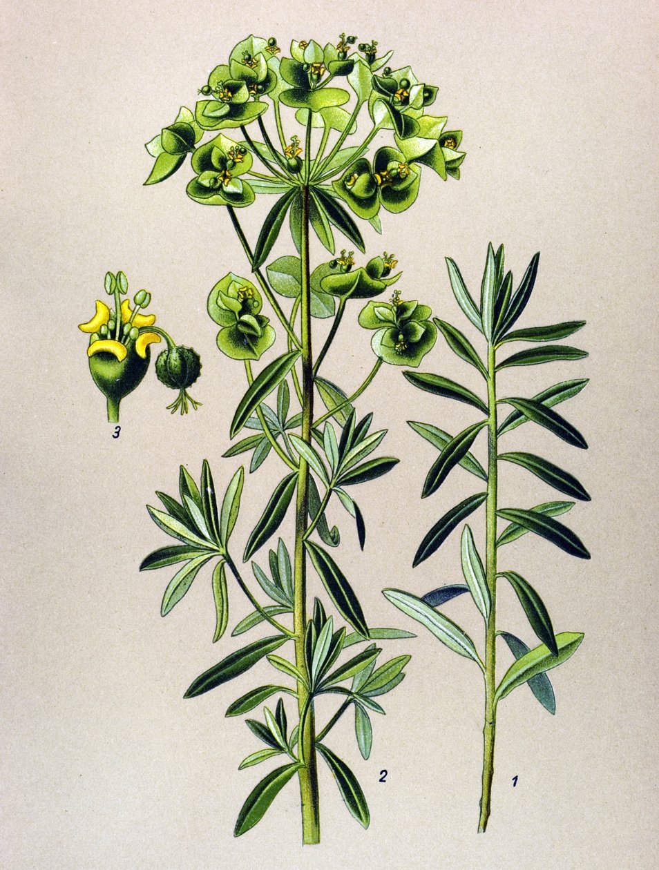 Tábua botânica, planta venenosa (tóxica): Eule redonda ou Euphorbia Peplus (Euphorbia Peplus) de Unbekannter Künstler