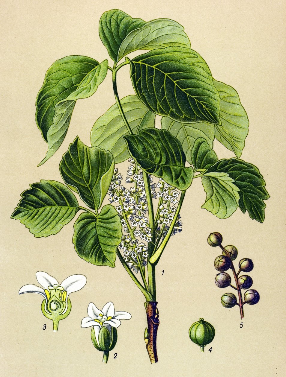 Tábua botânica, planta venenosa (tóxica): sumagre trepante (Rhus toxicodendron) de Unbekannter Künstler