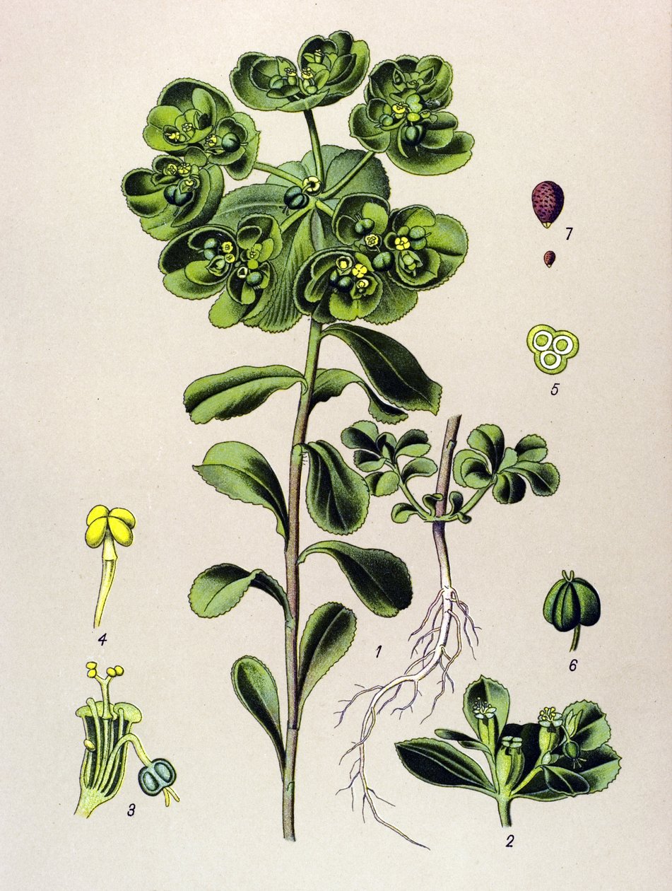 Tábua botânica, planta venenosa (tóxica): euforbia despertando de manhã ou pequena luz (Euphorbia helioscopia) de Unbekannter Künstler