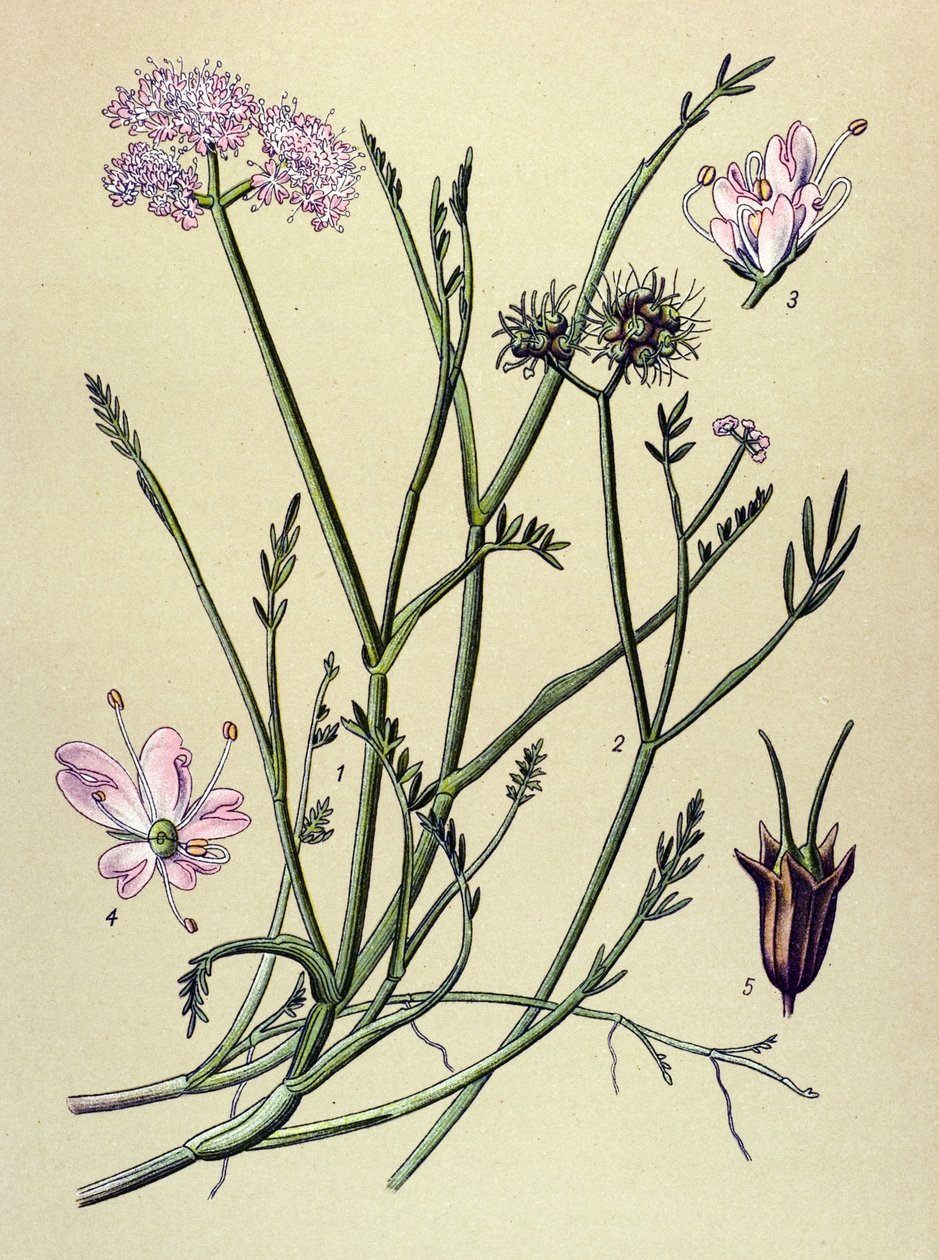 Tábua botânica, planta venenosa (tóxica): fístula (Oenanthe fistulosa) de Unbekannter Künstler