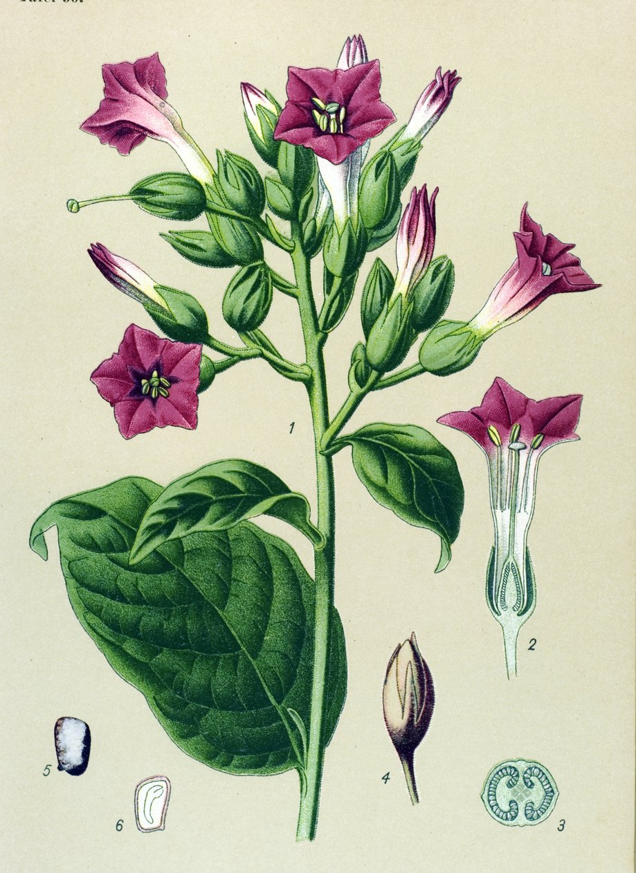 Tábua botânica, planta venenosa (tóxica): tabaco ornamental (Nicotiana tabacum) de Unbekannter Künstler