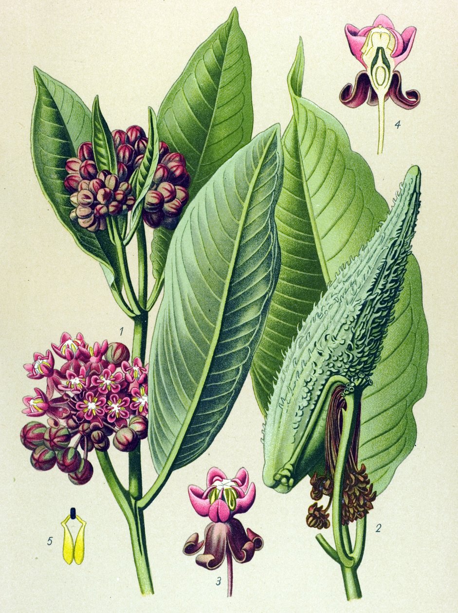 Tábua botânica, planta venenosa (tóxica): erva de periquito (Asclepias Cornuti) de Unbekannter Künstler