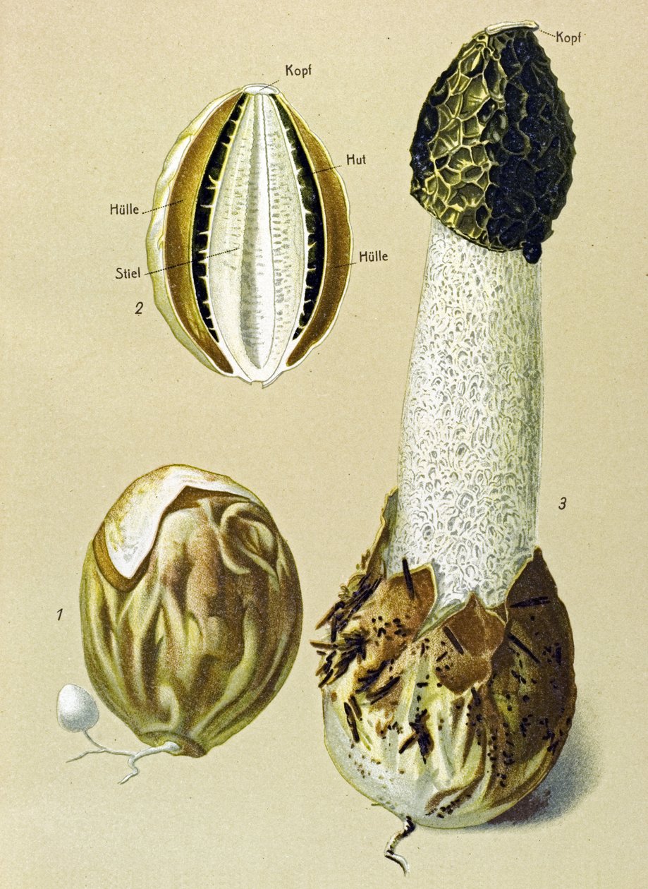 Quadro botânico com fungo comestível: Satyre fedorento (Phallus impudicus) de Unbekannter Künstler