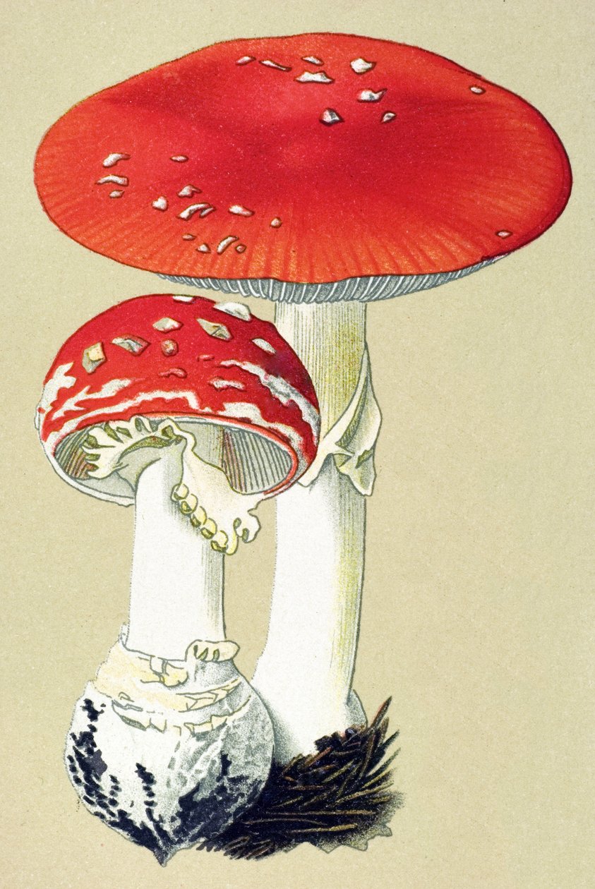 Tábua botânica com fungos tóxicos (venenosos): alanita mosca (mosca mata) ou falsa oronga (Amanita muscaria) de Unbekannter Künstler