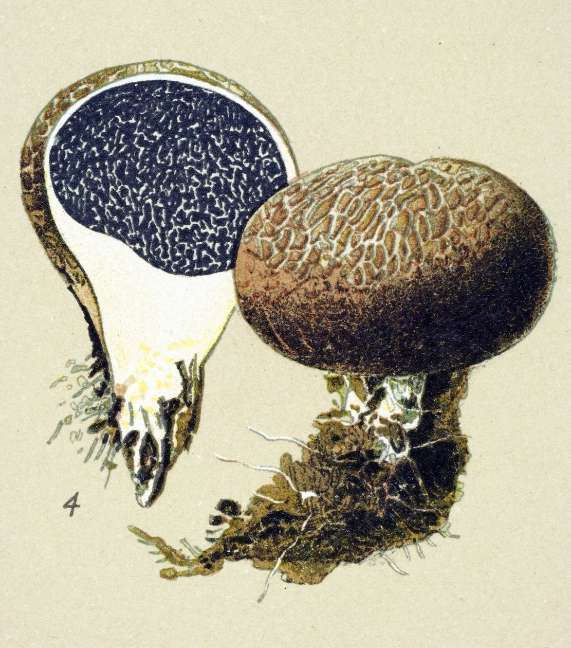 Tábua botânica com fungo tóxico (venenoso): escleroderma vulgar (Scleroderma vulgare) de Unbekannter Künstler